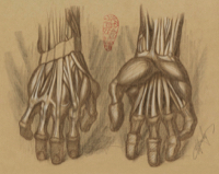 Anatomical Study, Hand Study 6